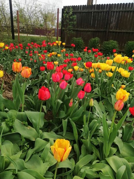  - PRIMVARA 2024 2025