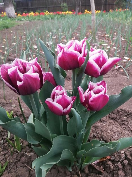  - PRIMVARA 2024 2025