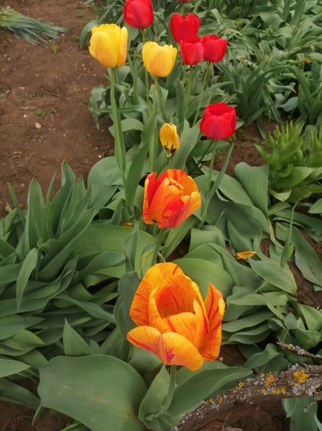  - PRIMVARA 2024 2025