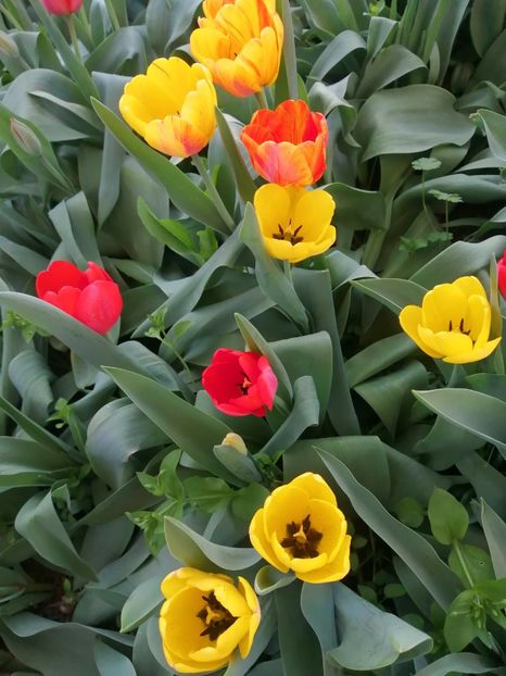  - PRIMVARA 2024 2025