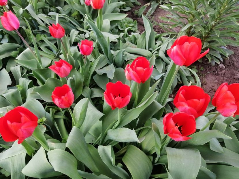  - PRIMVARA 2024 2025