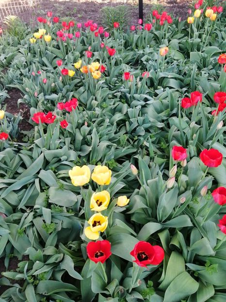  - PRIMVARA 2024 2025