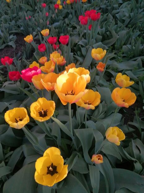  - PRIMVARA 2024 2025