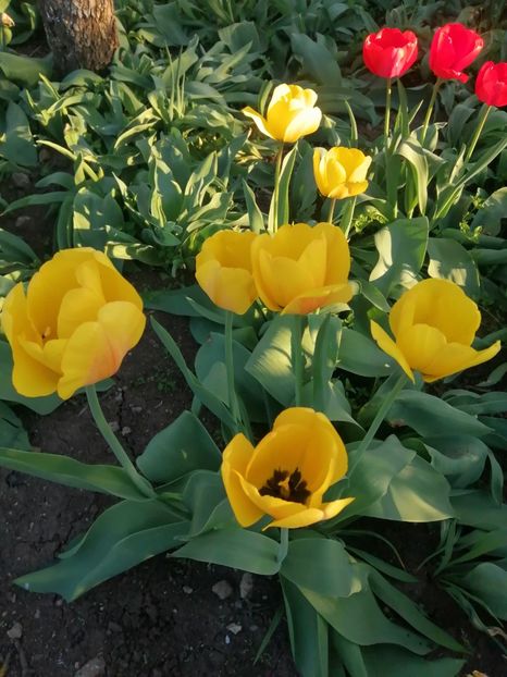  - PRIMVARA 2024 2025