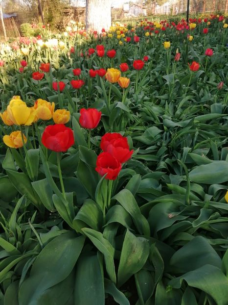  - PRIMVARA 2024 2025