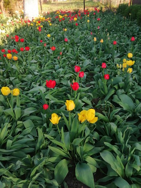  - PRIMVARA 2024 2025