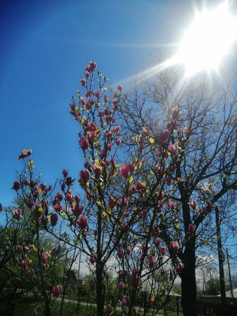  - PRIMVARA 2024 2025