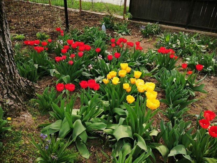  - PRIMVARA 2024 2025