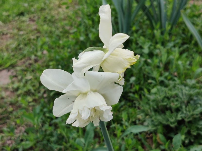 69_White marvel_g - Narcise2