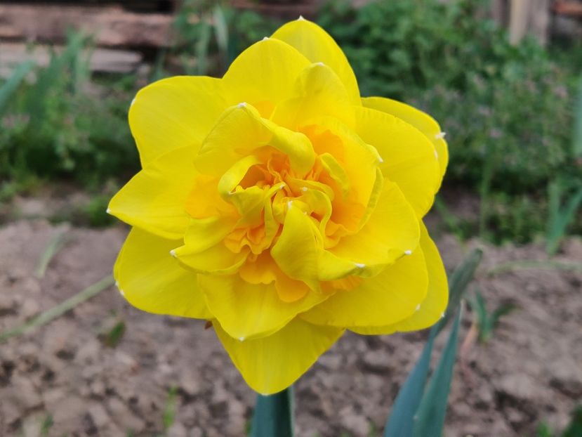 68_Sherborne_g_flori foarte mari - Narcise2
