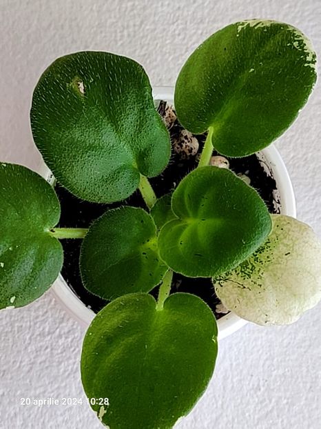 ND-Bosfor Vostochnyy 15 rez - 0 a a disponibile Mai 2024