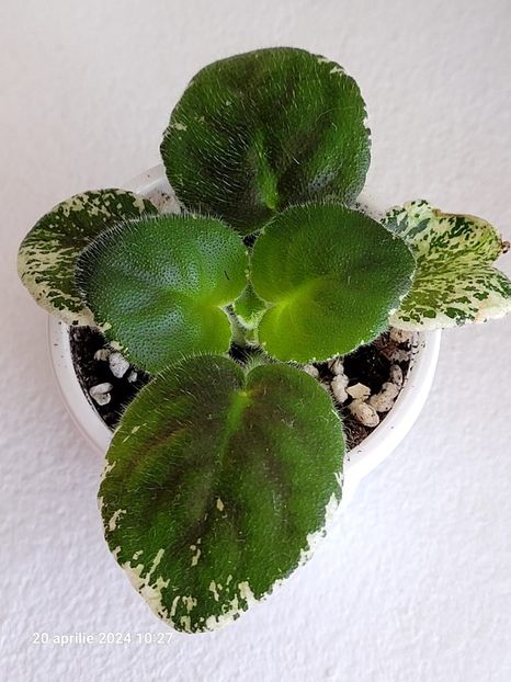 LE Margarita 12 rez - 0 a a disponibile Mai 2024