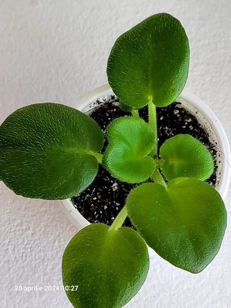 EK-Shanchaiskaja Roza 20 - 0 a a disponibile Mai 2024