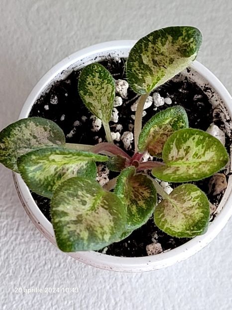 Hand Picked 14 rez - 0 a a disponibile Mai 2024