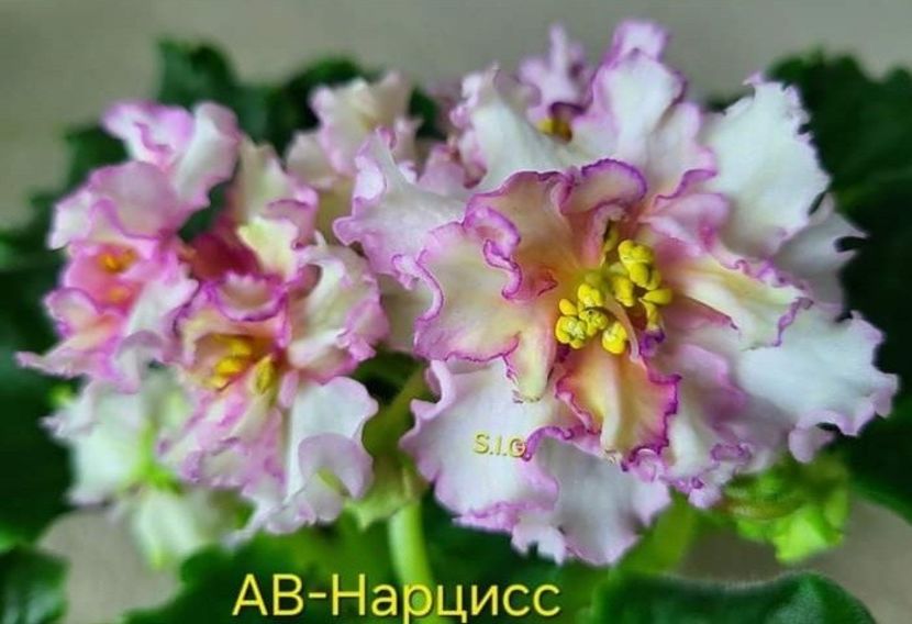 Poza net - AV-Narcis