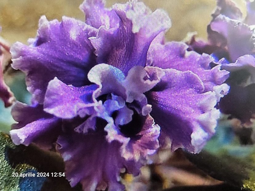 LE Parisian Secrets - 0 0 0 0 0 0 0 disponibil septembrie