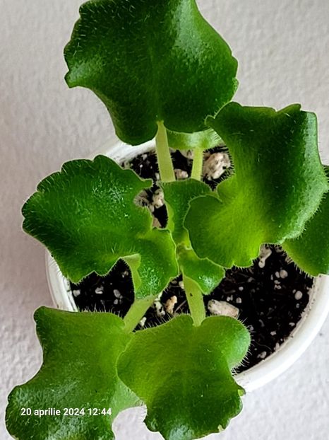 LE Astreja 20 rez - 0 0 0 a disponibil iunie 2024