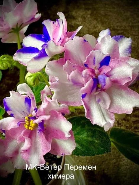 Poza net - MT-Veter Peremen - chimera