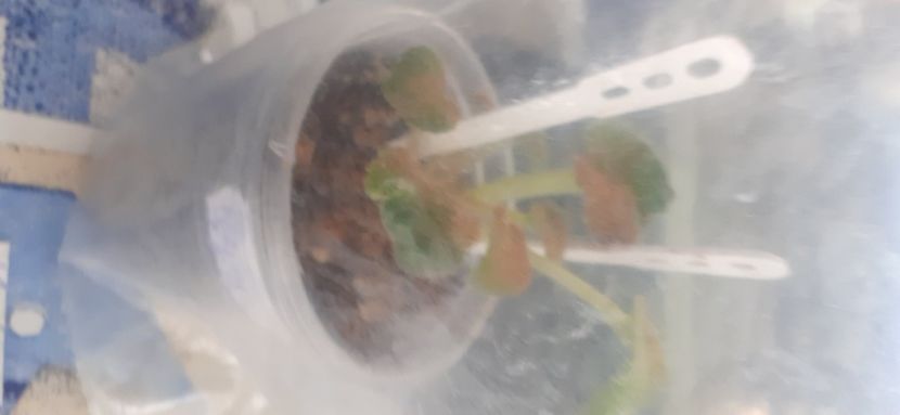  - MT-Veter Peremen - chimera