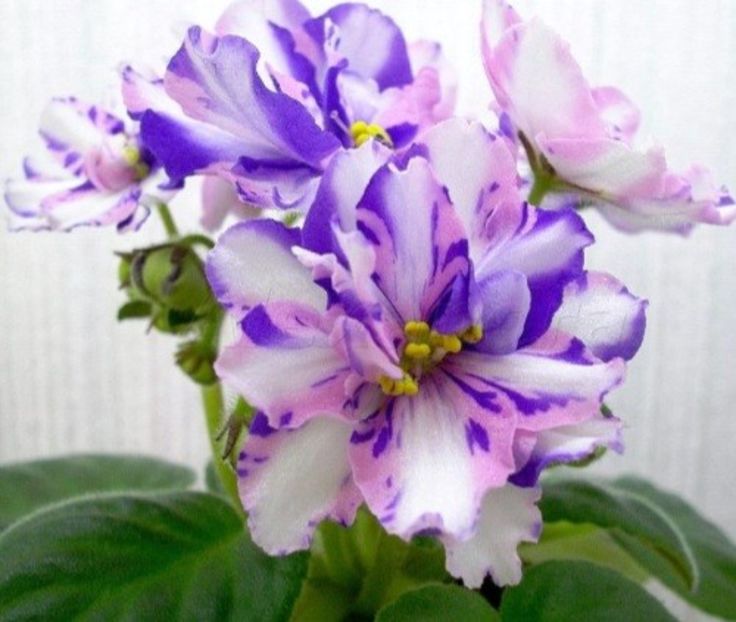 Poza net - MT-Veter Peremen - chimera