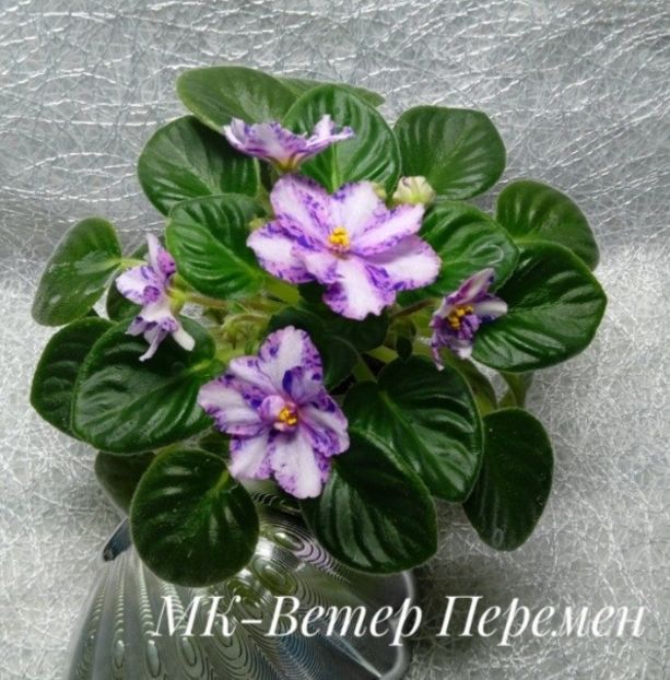 Poza net - MT-Veter Peremen - chimera