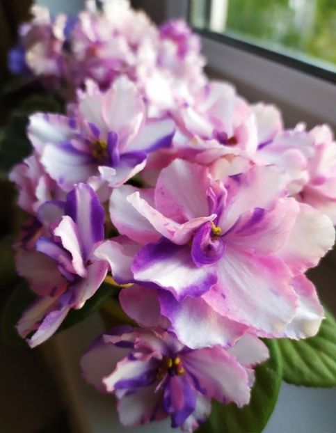 Poza net - MT-Veter Peremen - chimera