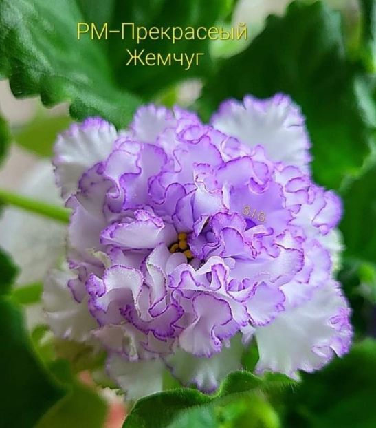 Poza net - RM-Prekrasnii Zhemchug RM-Beautiful Pearl