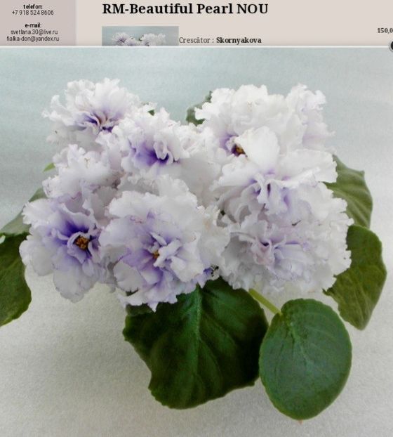 Poza net - RM-Prekrasnii Zhemchug RM-Beautiful Pearl