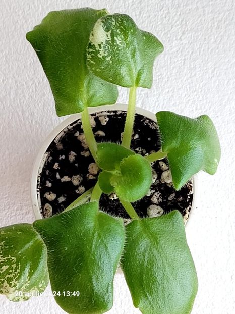 RS-DON JUAN-spФиалка дон жуан фотоRS-Don Zhuan sp 15 - 0 0 0 a disponibil iunie 2024