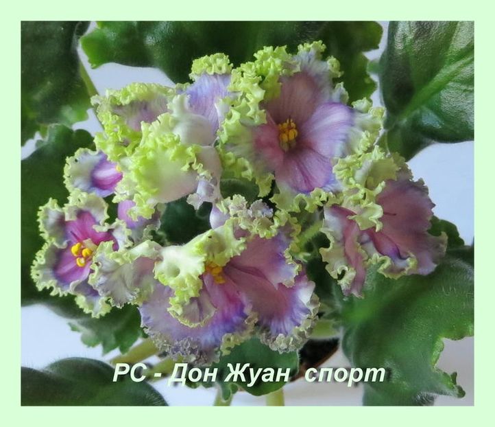 RS-DON JUAN-spФиалка дон жуан фото/RS-Don Zhuan sp - 0 0 0 a disponibil iunie 2024