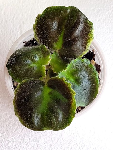 NK-Dekameron 15 - 0 a a disponibile Mai 2024