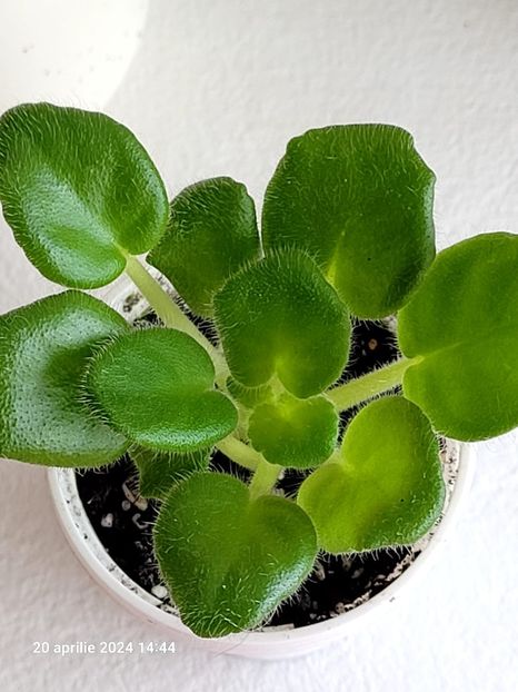 EK MALAHITOVAYA ORHIDEYA 20 - 0 0 0 a disponibil iunie 2024