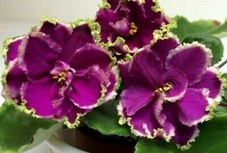 EK MALAHITOVAYA ORHIDEYA - 0 0 0 a disponibil iunie 2024