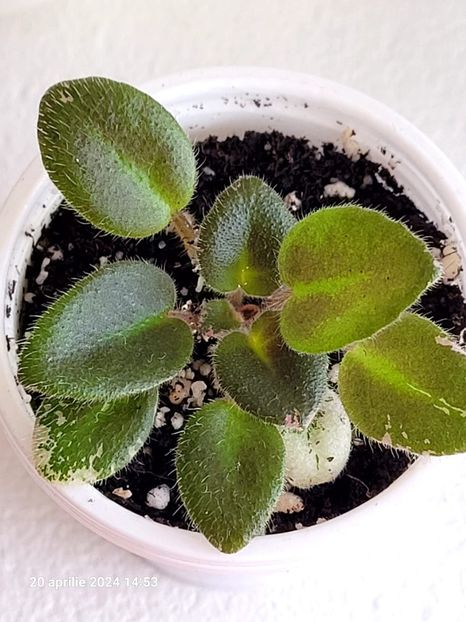 Macs Blowing Bubbles - 0 a a disponibile Mai 2024