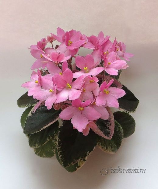 Macs Blowing Bubbles - 0 a a disponibile Mai 2024