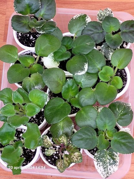  - 0 a a disponibile Mai 2024