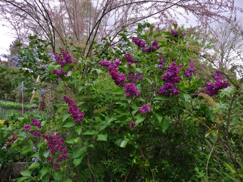  - 2024 - 01 - Primavara