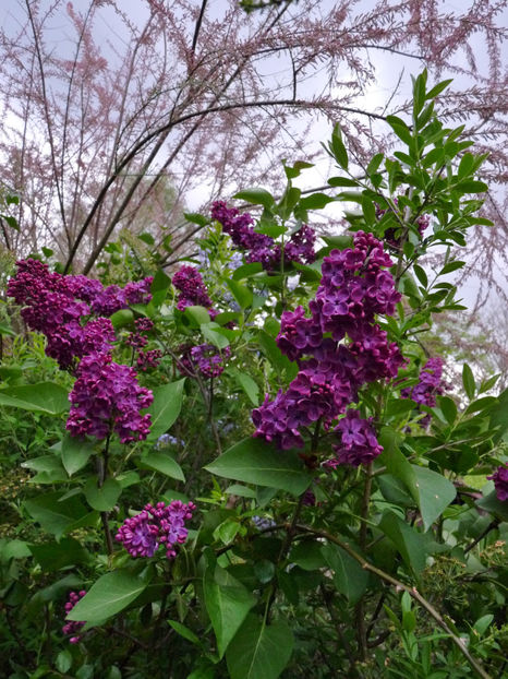  - 2024 - 01 - Primavara