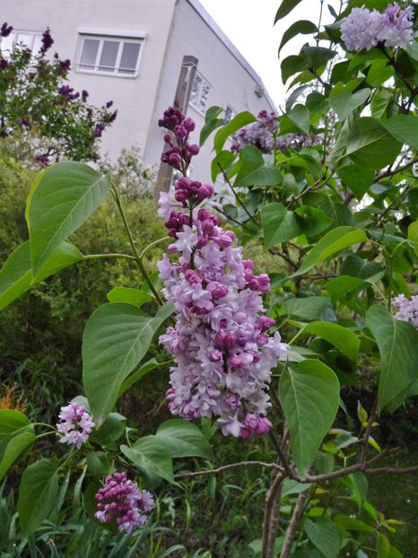  - 2024 - 01 - Primavara