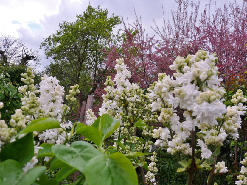  - 2024 - 01 - Primavara