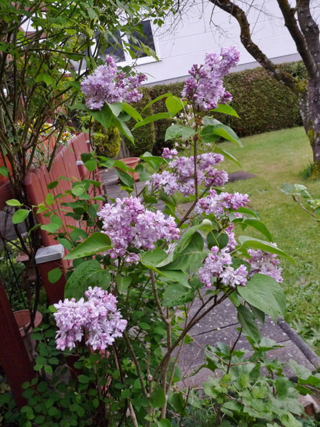  - 2024 - 01 - Primavara