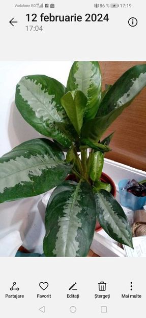 Screenshot_20240416_171927_com.android.gallery3d - Aglaonema- varietati