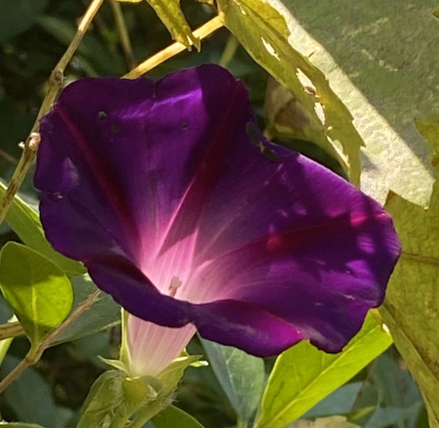 Morning Glory (2021, Sep.13) - ZORELE Ipomoea