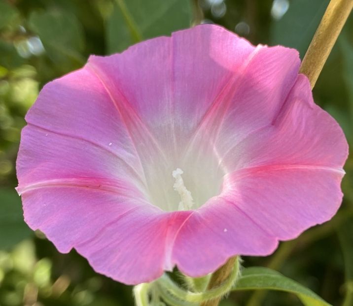 Morning Glory (2021, Sep.13) - ZORELE Ipomoea