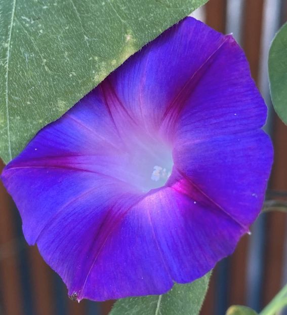 Morning Glory (2021, Sep.13) - ZORELE Ipomoea