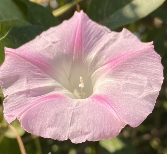Morning Glory (2021, Sep.13) - ZORELE Ipomoea