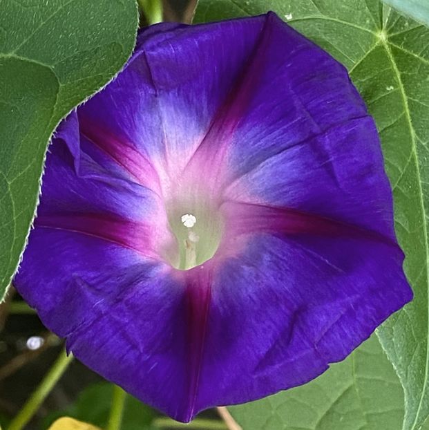 Morning Glory (2021, Sep.15) - ZORELE Ipomoea