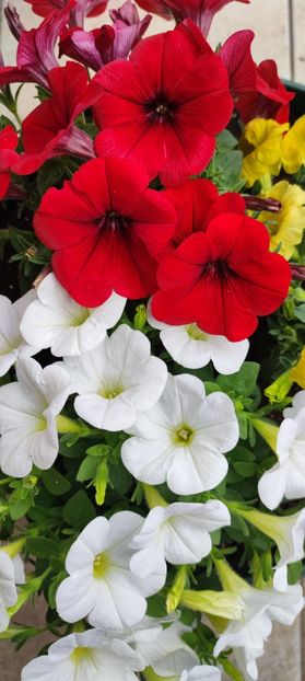 Petunii - 0 0 2024 FLORI