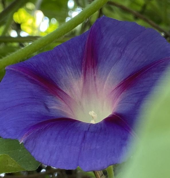 Morning Glory (2021, Sep.15) - ZORELE Ipomoea