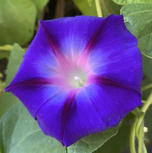 Morning Glory (2021, Sep.19) - ZORELE Ipomoea